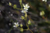 Sandwort sp., Dalton Hwy (7/7/12)