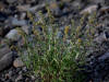 unknown, Dalton Hwy (7/7/12)