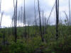 18Aug: Fox Lake Burn (1998), Klondike Hwy, YT