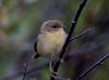 20Aug: Common Yellowthroat (juvenile), Wye Lake, Watson Lake, YT