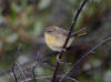 20Aug: Common Yellowthroat (juvenile), Wye Lake, Watson Lake, YT