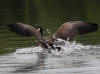 20Aug: Canada Goose (Lesser, parvipes?), Wye Lake, Watson Lake, YT