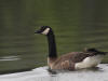 20Aug: Canada Goose (Lesser, parvipes?), Wye Lake, Watson Lake, YT