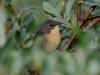20Aug: Common Yellowthroat (juvenile), Wye Lake, Watson Lake, YT