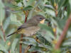20Aug: Common Yellowthroat (juvenile), Wye Lake, Watson Lake, YT