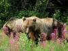 20Aug: Grizzly Bear, KM887, Alaska Highway, BC