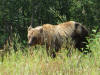 20Aug: Grizzly Bear, KM887, Alaska Highway, BC