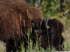20Aug: Woodland Bison, Coal River, KM823, Alaska Highway, BC