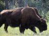 20Aug: Woodland Bison, KM788, Alaska Highway, BC