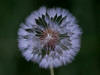 21Aug: Dandelion seedhead, Liard River Hot Springs, BC