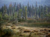 21Aug: Liard River Hot Springs, BC