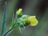 21Aug: Macoun's Buttercup, Liard River Hot Springs, BC