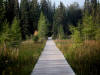 21Aug: Boardwalk, Liard River Hot Springs, BC