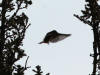 21Aug: Bohemian Waxwing, Liard River Hot Springs, BC