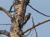 21Aug: Yellow-breasted Sapsucker, Liard River Hot Springs, BC