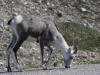 21Aug: Stone Sheep, Stone Mountain Provincial Park, BC