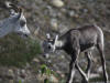21Aug: Stone Sheep, Stone Mountain Provincial Park, BC