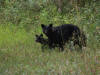 21Aug: Black Bear, Petitot River, BC