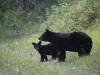 21Aug: Black Bear, Petitot River, BC