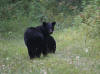 21Aug: Black Bear, Petitot River, BC