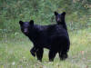 21Aug: Black Bear, Petitot River, BC