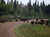 22Aug: Woodland Bison, Fort Liard, NWT