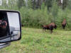 22Aug: Woodland Bison, Fort Liard, NWT