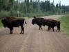 22Aug: Woodland Bison, Fort Liard, NWT