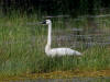 22Aug: Trumpeter Swan, Liard Trail, NWT
