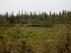 22Aug: Trumpeter Swan, Liard Trail, NWT