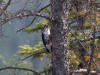 22Aug: Black-backed Woodpecker, Liard Trail, NWT