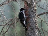 22Aug: Black-backed Woodpecker, Liard Trail, NWT