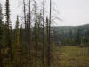 22Aug: Habitat of Black-backed Woodpecker, Liard Trail, NWT