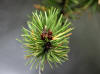 23Aug: Jack Pine, Mackenzie Highway, NWT