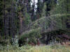 23Aug: Tilted trees from heavy snow, Mackenzie Highway, NWT