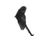 23Aug: Northern Hawk Owl, Highway #3, NWT