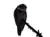 23Aug: Northern Hawk Owl, Highway #3, NWT