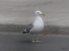 25Aug: California Gull, Yellowknife, NWT