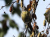 27Aug: Magnolia Warbler, Yellowknife River Territorial Park, NWT