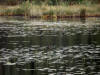 27Aug: Surf Scoter, Hidden Lake Territorial Park, NWT