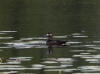 27Aug: Surf Scoter, Hidden Lake Territorial Park, NWT
