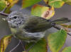 27Aug: Orange-crowned Warbler, Tibbitt Lake, NWT