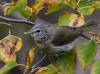 27Aug: Orange-crowned Warbler, Tibbitt Lake, NWT
