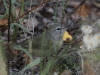 27Aug: Orange-crowned Warbler, Tibbitt Lake, NWT