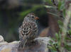 27Aug: White-crowned Sparrow, Tibbitt Lake, NWT