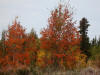 28Aug: Fall color, Highway#3, NWT