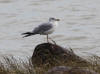 28Aug: Ring-billed Gull, Great Slave Lake, Highway#3, NWT