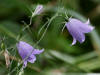 28Aug: Common Harebell, North Arm Territorial Park, Highway#3, NWT