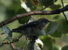 28Aug: Yellow-rumped Warbler, North Arm Territorial Park, NWT