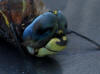 28Aug: Dragonfly, Fort Providence Territorial Park, NWT